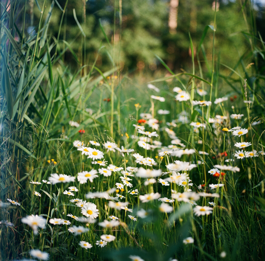 wildflowers