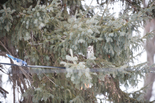 Long Earred Owl8