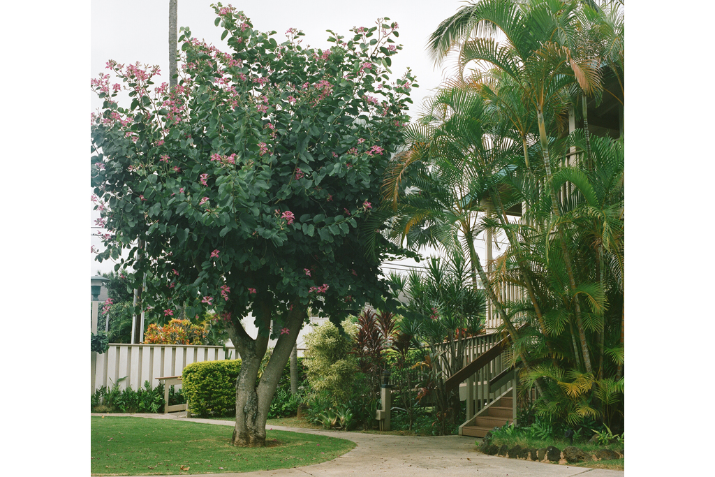 Pink Petaled Tree