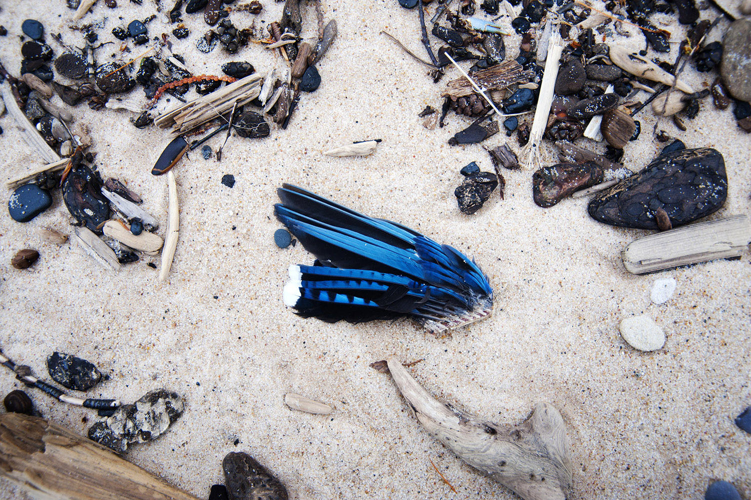 Blue Jay wing in the sand