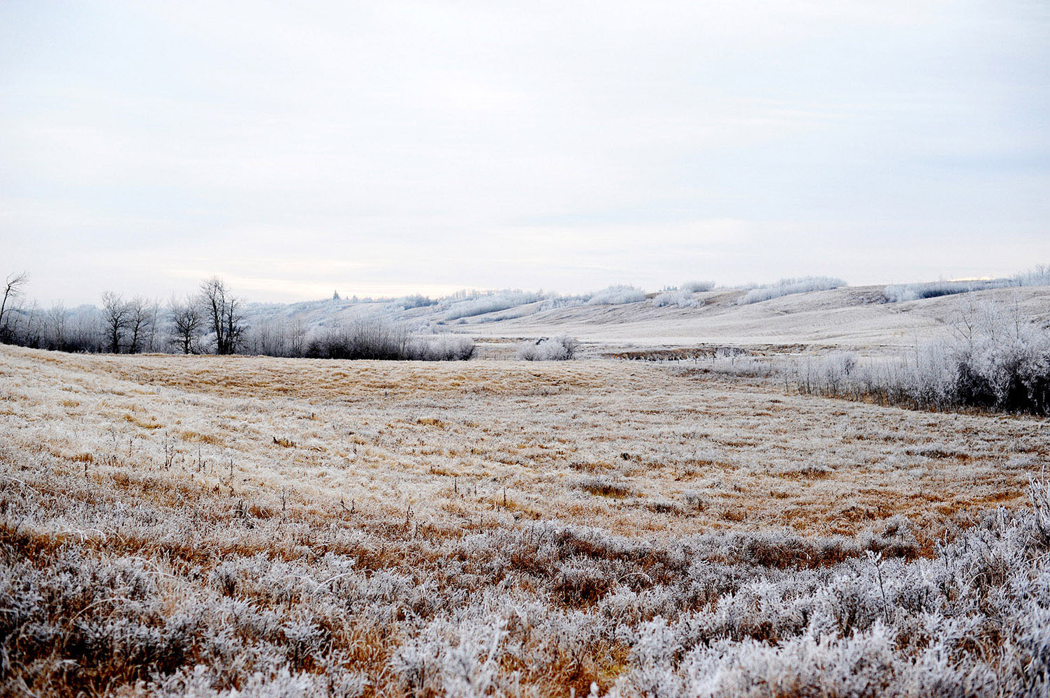 Frosty field in Saskatchewan, Canada